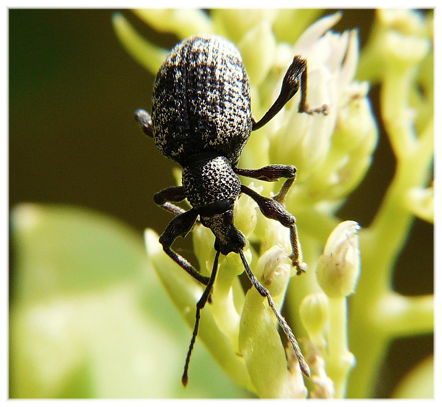 Curculionidae: Otiorhynchus (Nehrodistus) corruptor